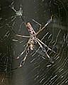 _MG_8720 golden silk spider.jpg