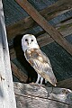 _MG_1267 barn owl.jpg