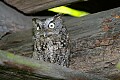 _MG_1348 screech owl on old wood.jpg
