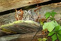 _MG_1373 screech owls.jpg