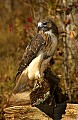 DSC_2866 Harlan--Red-tailed Hawk.jpg