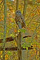 DSC_7215 barred owl.jpg