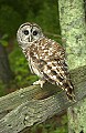 DSC_8001 barred owl.jpg