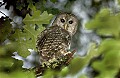 DSC_8226 released barred owl in tree.jpg