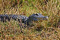 _MG_0289 alligator.jpg