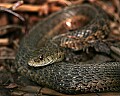 _MG_2034 garter snake.jpg