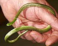 _MG_4858 smooth green snake mid-molt.jpg