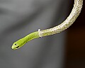 _MG_4860 smooth green snake in mid molt.jpg