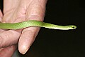 _MG_4871 smooth green snake.jpg