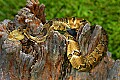 _MG_5647 timber rattlesnake.jpg