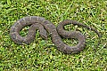 _MG_6190 brown water snake.jpg