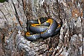 _MG_6333 ring snake.jpg