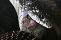 _MG_6368 rat snake eating mouse.jpg