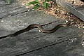 _MG_6703 garter snake on boardwalk.jpg