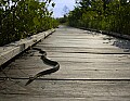 DSC_1351 snake on boardwalk tc.jpg