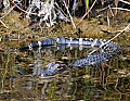 Florida 215 young alligator.jpg