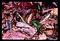 WVMAG233 Common Garter Snake.jpg