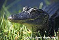 WVMAG247 alligator portrait.jpg