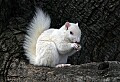 _MG_5527 albino squirrel-olney illinois 13x19.jpg