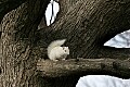 _MG_5566 albino squirrel-olney illinois.jpg