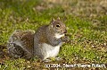 DSC_1888 gray squirrel.jpg
