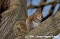 DSC_1899 gray squirrel eating.jpg