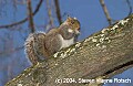 DSC_1923 gray squirrel eating.jpg