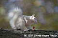 DSC_3849 albino squirrel with walnut.jpg