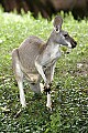 _MG_0043 kangaroo.jpg