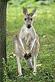 _MG_0051 kangaroo.jpg