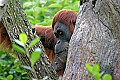 _MG_0093 female orangutan.jpg
