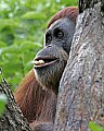 _MG_0101 female orangutan.jpg