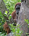 _MG_0105 female orangutan.jpg