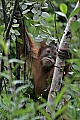 _MG_0127 baby orangutan.jpg