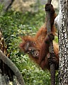 _MG_0154 baby orangutan.jpg
