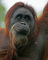 _MG_0165 female orangutan.jpg