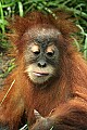 _MG_0208 baby orangutan.jpg