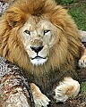 _MG_0249 male lion.jpg