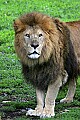 _MG_0304 male lion.jpg