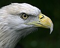 _MG_0440 bald eagle profile.jpg