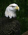 _MG_0442 bald eagle.jpg