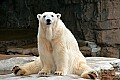 _MG_0848 polar bear.jpg