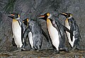 _MG_0873 king penguins.jpg