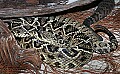 _MG_0953 eastern diamondback rattlesnake.jpg