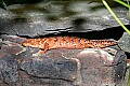 _MG_0958 pygmy spiny tailed lizard.jpg