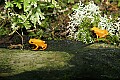 _MG_0961 golden mantella-poisonous frog.jpg