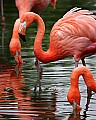 _MG_9632 pink flamingo.jpg