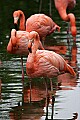 _MG_9639 flamingo.jpg