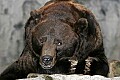 _MG_9671 grizzly bear.jpg