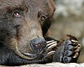 _MG_9682 grizzly bear.jpg